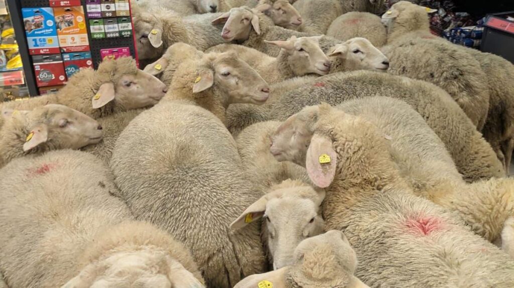 Des Moutons au Supermarché : Un Coup de Génie Marketing !